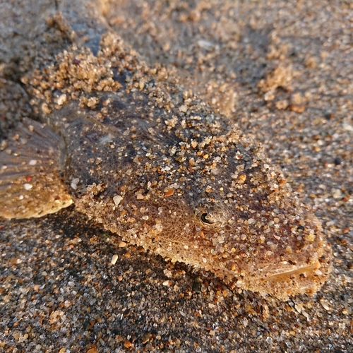 マゴチの釣果