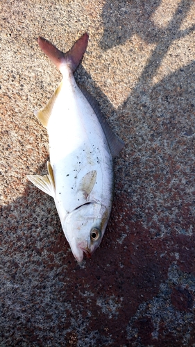 ショゴの釣果