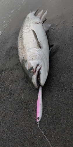 サクラマスの釣果