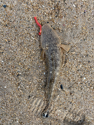 マゴチの釣果