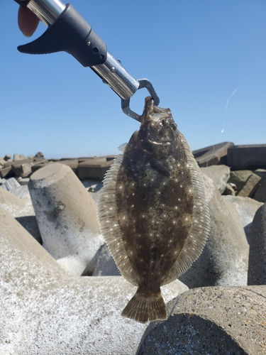 ヒラメの釣果