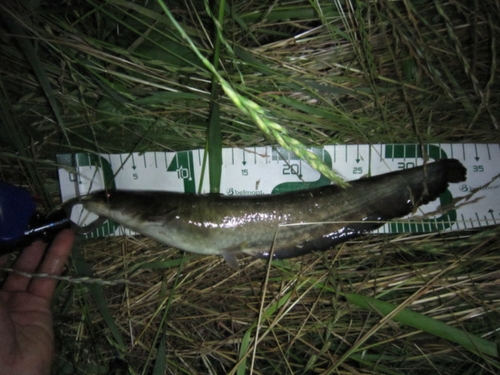 ニホンナマズの釣果