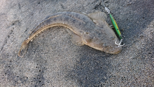 マゴチの釣果