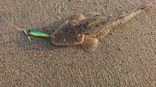 マゴチの釣果