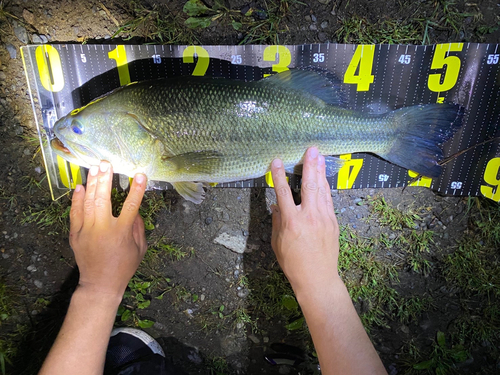 ラージマウスバスの釣果