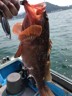 アコウの釣果