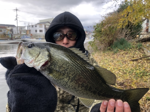 ブラックバスの釣果