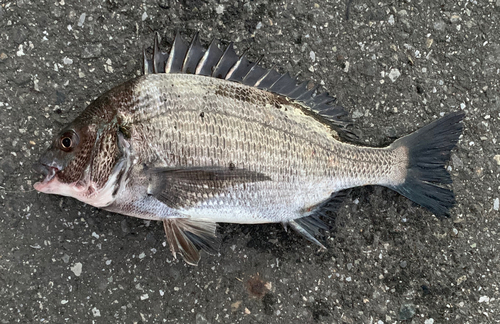 チヌの釣果