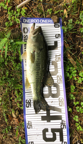 ブラックバスの釣果