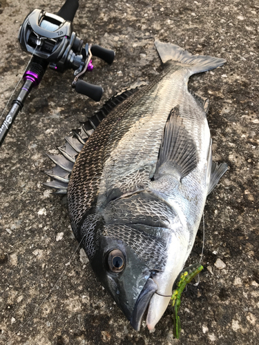 クロダイの釣果