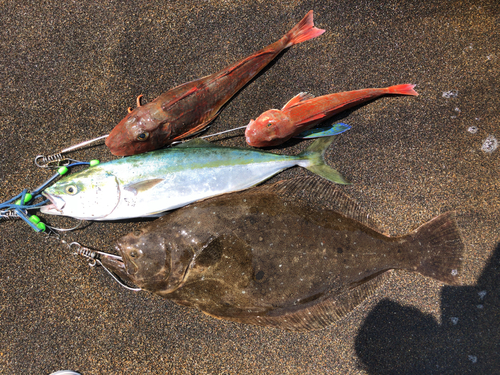 ヒラメの釣果