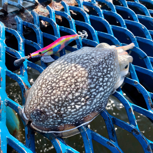 シリヤケイカの釣果