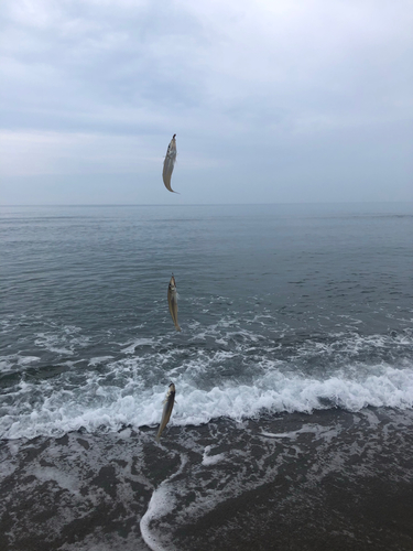 キスの釣果