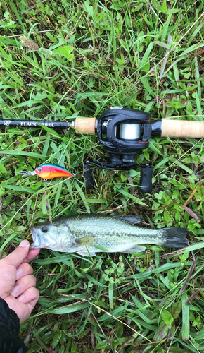 ブラックバスの釣果