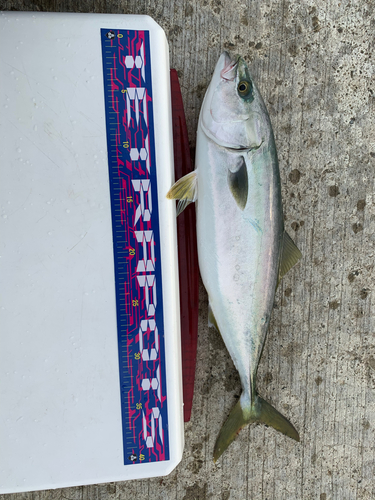 ワカシの釣果