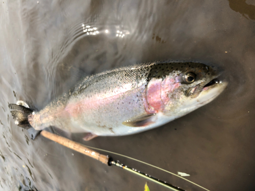 ニジマスの釣果