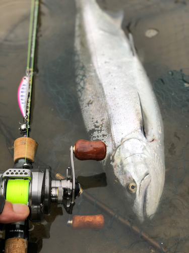 サクラマスの釣果