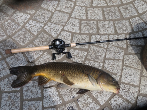 コイの釣果