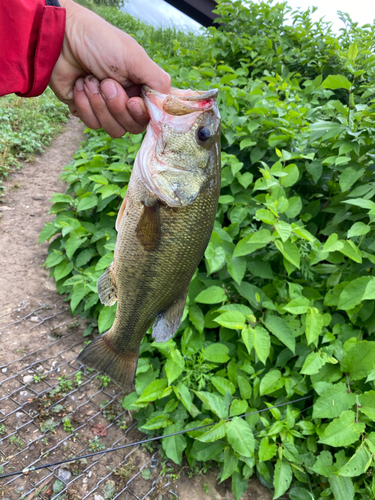 ラージマウスバスの釣果