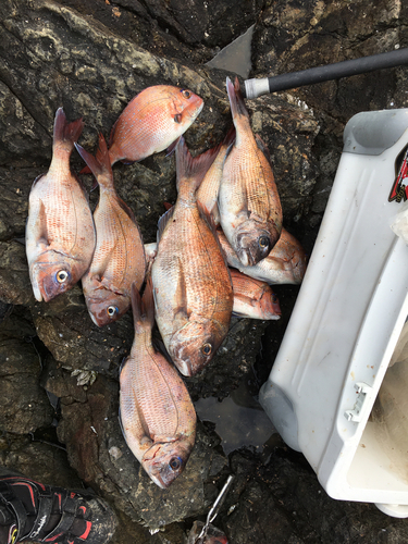 マダイの釣果