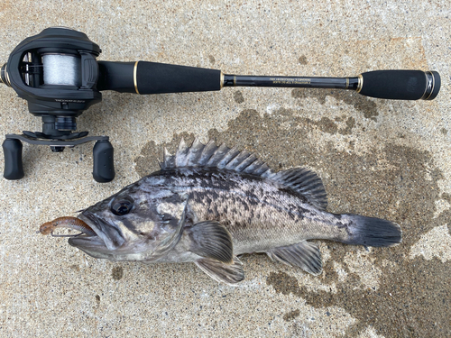 ソイの釣果