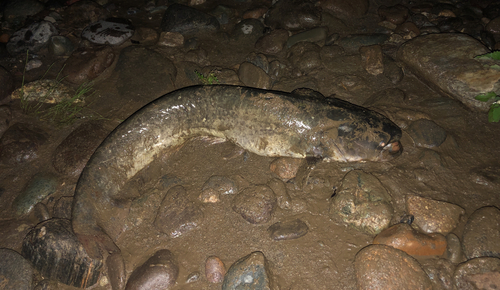 ナマズの釣果