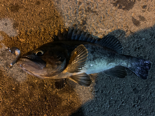 クロソイの釣果