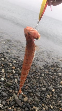 エソの釣果