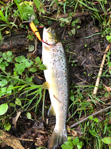 ブラウントラウトの釣果