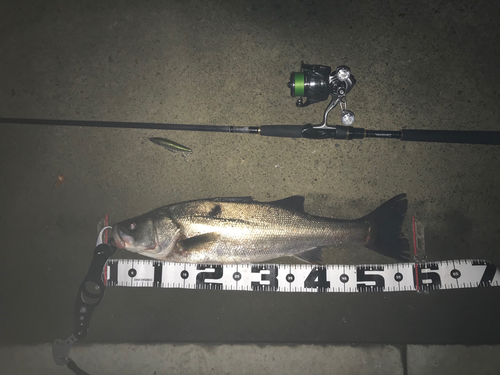 シーバスの釣果