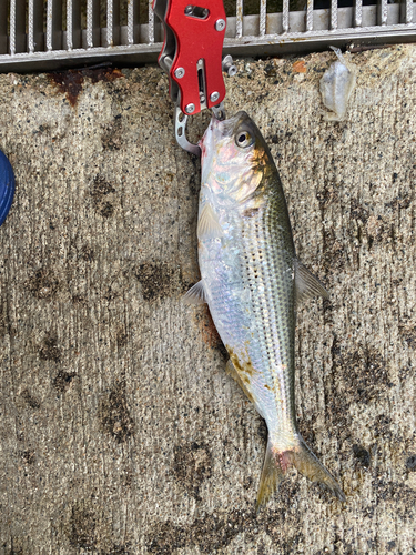 コノシロの釣果