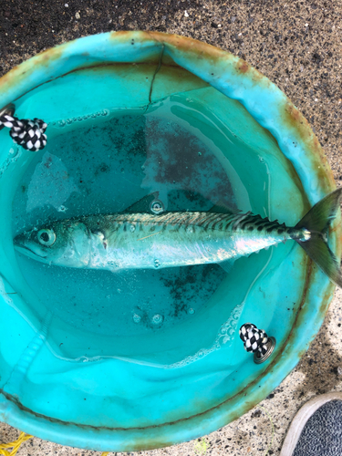 サバの釣果