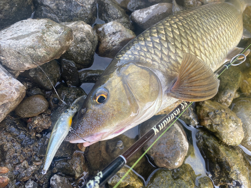 ニゴイの釣果