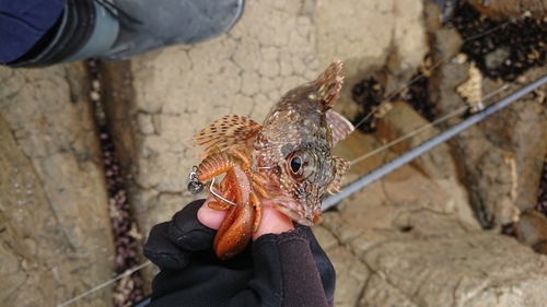 カサゴの釣果