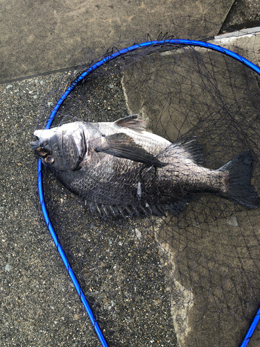 チヌの釣果