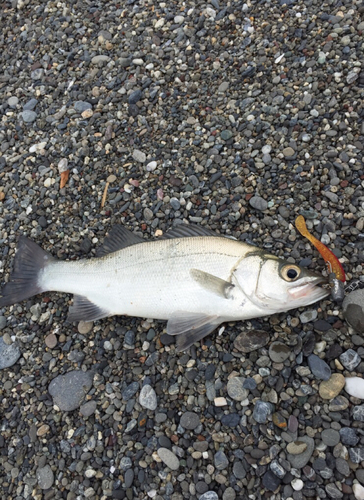 フッコ（ヒラスズキ）の釣果