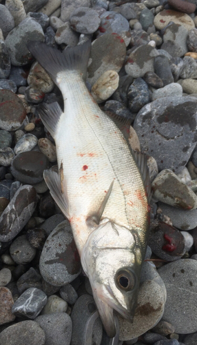 セイゴ（ヒラスズキ）の釣果