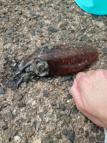 コウイカの釣果