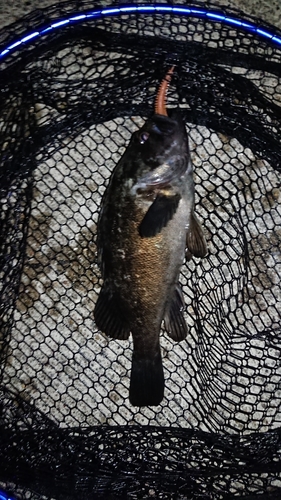 クロソイの釣果