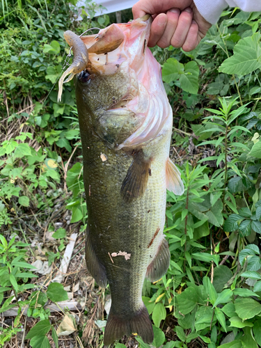 ラージマウスバスの釣果