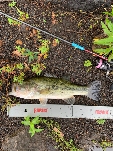 ブラックバスの釣果