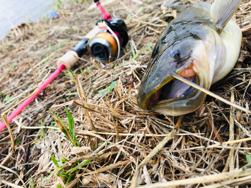 ナマズの釣果