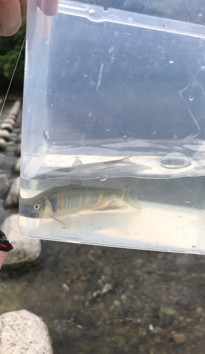 オイカワの釣果