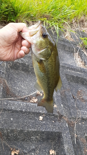 ブラックバスの釣果