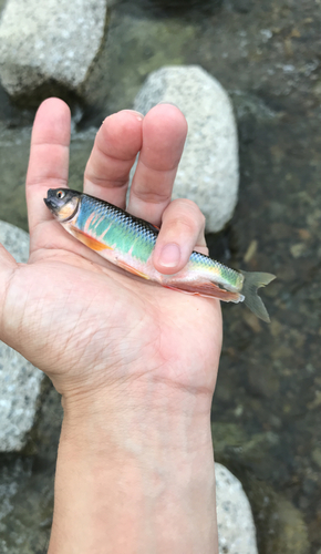 オイカワの釣果