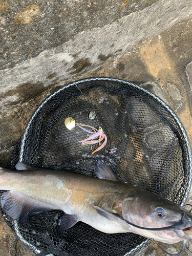 ナマズの釣果