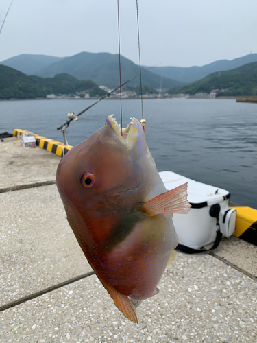 イラの釣果