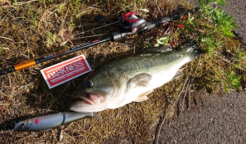 ラージマウスバスの釣果