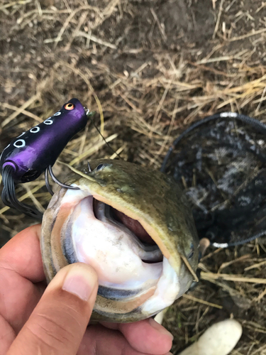 ナマズの釣果