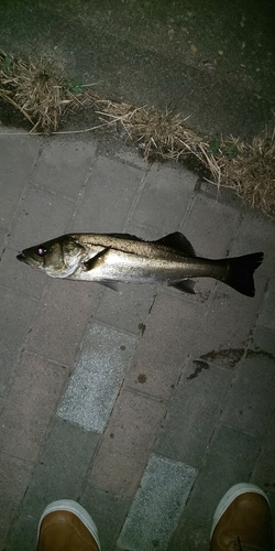 フッコ（タイリクスズキ）の釣果